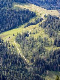 High angle view of pine trees in forest