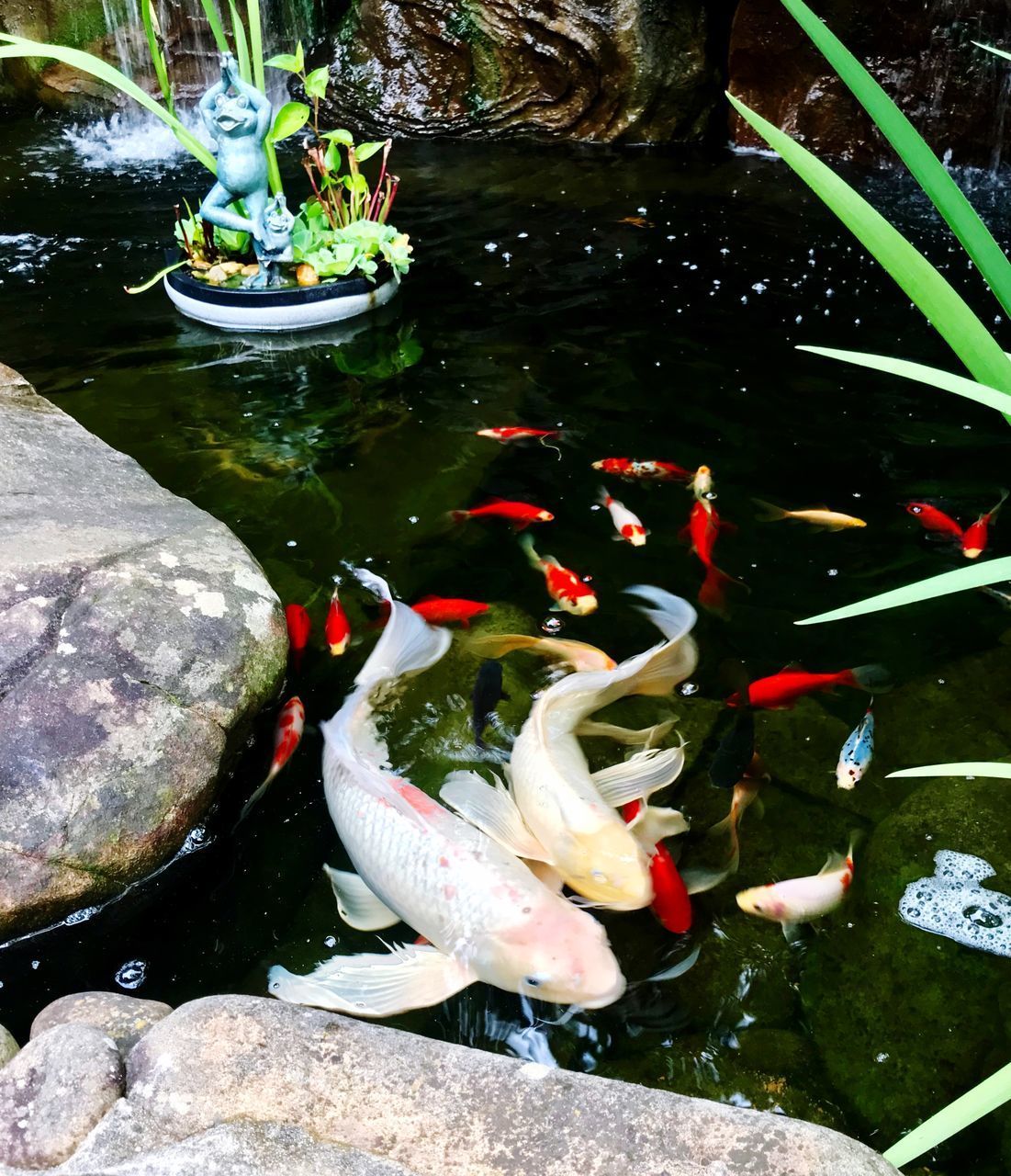 HIGH ANGLE VIEW OF KOI FISH IN WATER