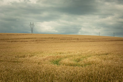 Huge wheat field, electricity line and rainy sky
