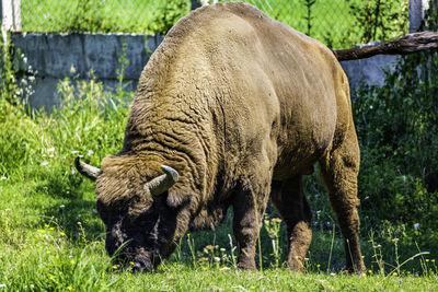 Bison standing in a field