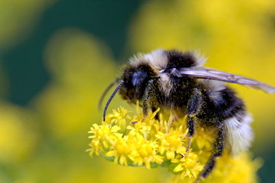 Close-up of bee pollinating on flower