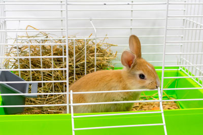 Close-up of rabbit