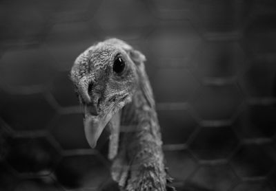 Close-up of a bird