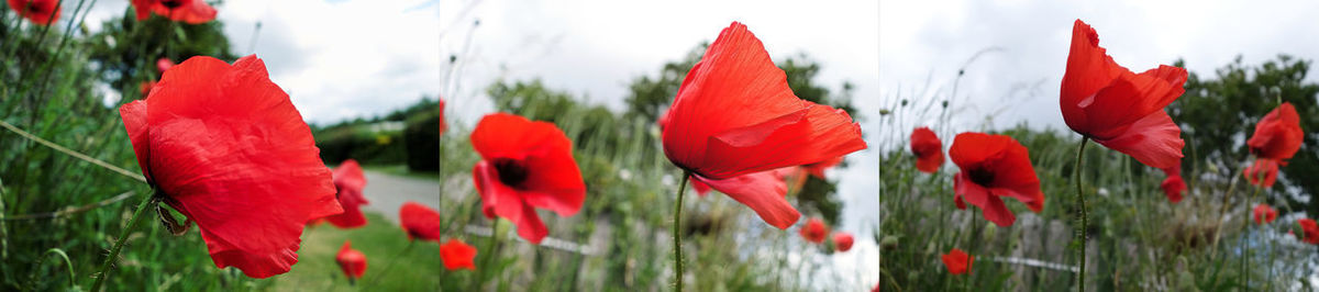 Close-up of red poppy flowers against sky