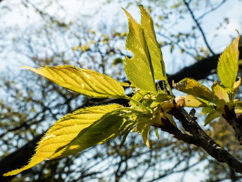 Low angle view of yellow leaves on tree against sky