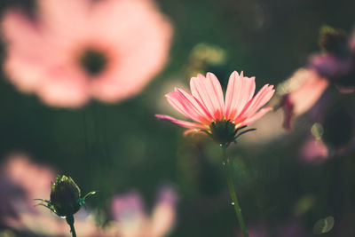 Close-up of pink flower