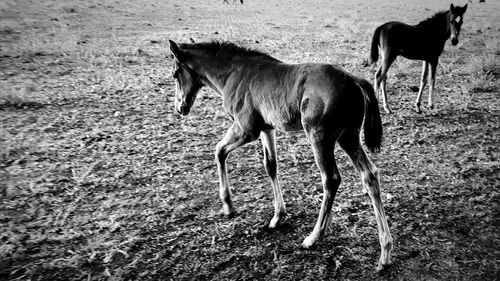 Side view of two horses on field