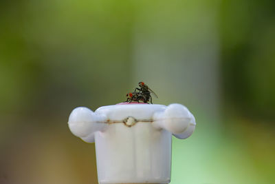 Close-up of insect on plant