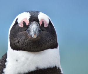 Close-up portrait of penguin against clear sky