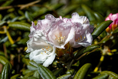 Close-up of white flowering plant