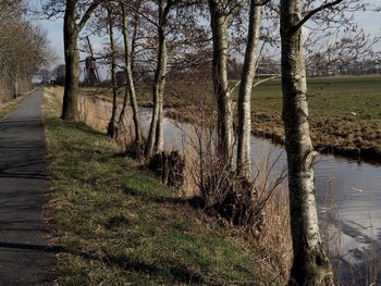Bare trees on grass against sky