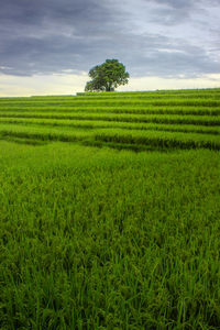 Minimalist photos of rice fields with own trees