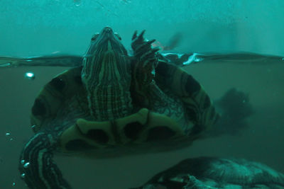 Close-up of fish swimming in aquarium