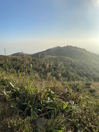 Scenic view of landscape against clear sky