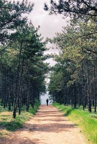 Man walking on footpath amidst trees in forest