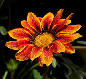 Close-up of water drops on flower