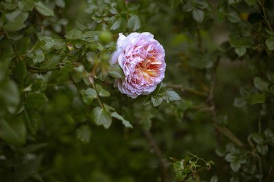 Close-up of pink rose