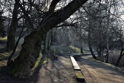 Road amidst bare trees against sky