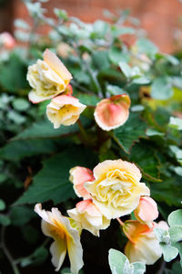 Close-up of yellow roses