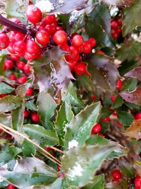 Close-up of wet tree