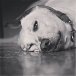 Close-up portrait of a dog
