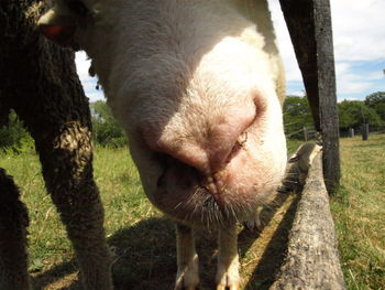 Close-up of a sheep on field