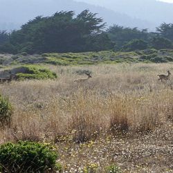 View of sheep on field