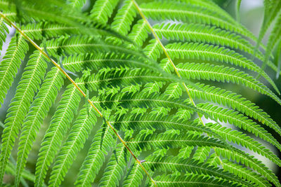 Close-up of fern leaves