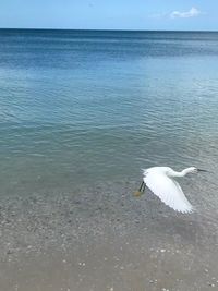 View of bird on beach
