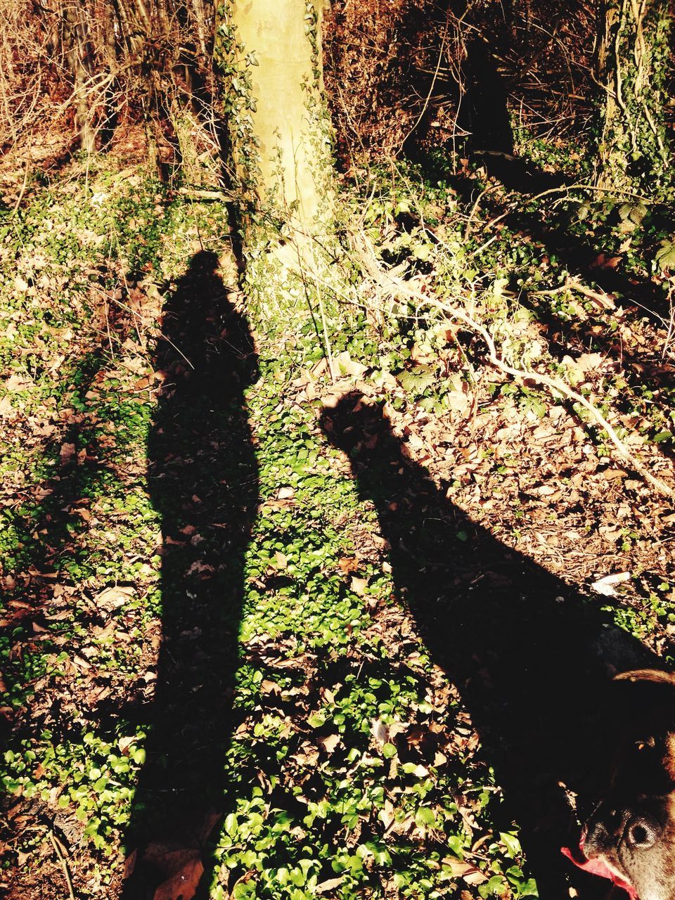 shadow, grass, sunlight, growth, high angle view, field, tree, nature, focus on shadow, tree trunk, plant, grassy, standing, day, outdoors, unrecognizable person, tranquility, lifestyles