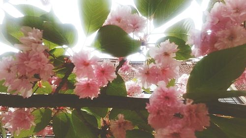 Close-up of pink flowers