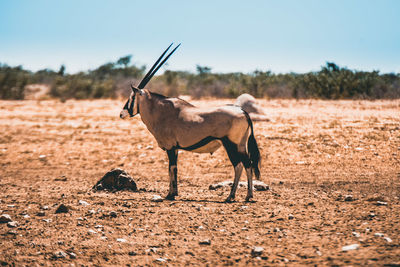 Donkey standing on field
