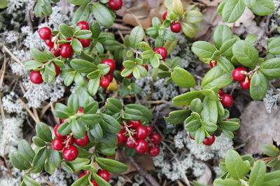 Close-up of berries growing on tree