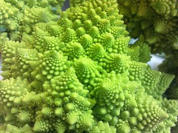 Close-up of green leaves
