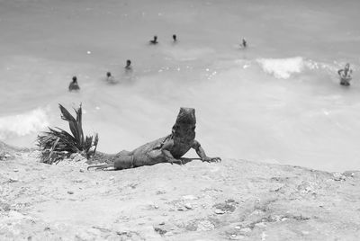 View of driftwood on beach