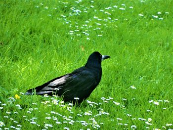 Black bird perching on a field