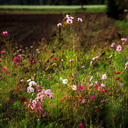 Close-up of pink flowers blooming in field