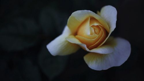 Close-up of white rose blooming outdoors