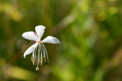 Close-up of white flower blooming outdoors