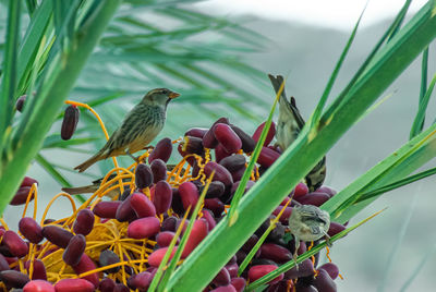 Close-up of birds perching on plant