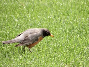 Side view of a bird on grass