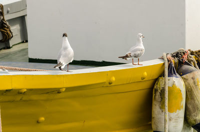 Seagulls perching on a wall