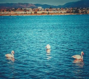 High angle view of ducks swimming in sea