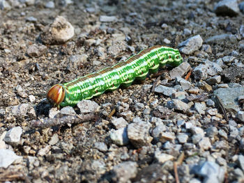 Close-up of caterpillar on rock