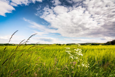 Scenic view of agricultural field against sky