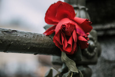 Close-up of red rose