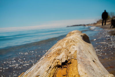  view tree log in sea against sky