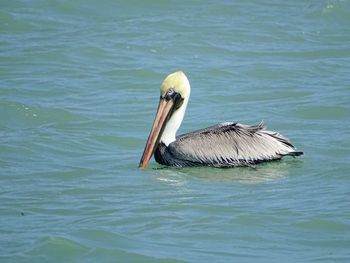 Close-up of bird in lake