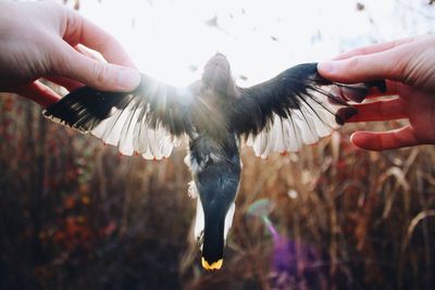 Close-up of hands holding bird