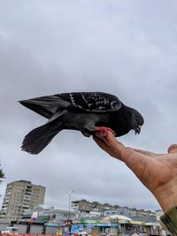 Low angle view of hand holding umbrella against sky in city